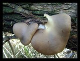 Pleurotus pulmonarius image