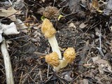 Morchella punctipes image