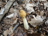 Morchella punctipes image