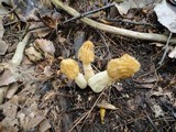 Morchella punctipes image