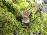Mycena alcalina image