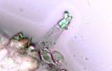 Hemimycena cucullata image