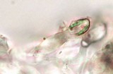 Hemimycena cucullata image