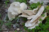 Pleurotus pulmonarius image