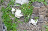 Pleurotus pulmonarius image