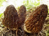 Morchella snyderi image
