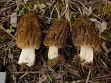Morchella snyderi image