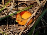 Caloscypha fulgens image