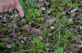 Morchella americana image