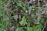 Morchella americana image