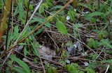 Morchella americana image