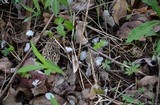 Morchella americana image
