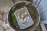 Morchella americana image
