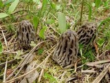 Morchella snyderi image
