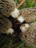 Morchella snyderi image