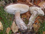 Leccinum cyaneobasileucum image