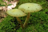 Kuehneromyces marginellus image