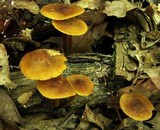 Xeromphalina tenuipes image