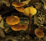 Xeromphalina tenuipes image