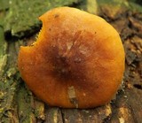 Xeromphalina tenuipes image