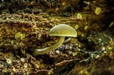 Simocybe centunculus var. centunculus image