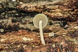 Simocybe centunculus var. centunculus image
