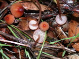 Mycena californiensis image