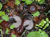 Myxomphalia maura image