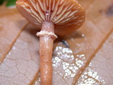 Tubaria confragosa image