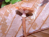 Tubaria confragosa image