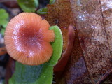 Tubaria confragosa image