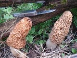 Morchella americana image