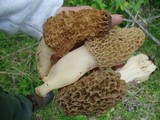 Morchella americana image