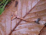 Tubaria confragosa image