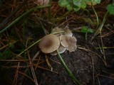 Clitocybe fragrans image