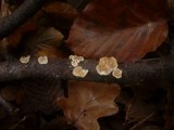 Crepidotus malachius image