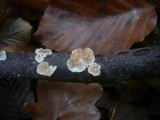 Crepidotus malachius image