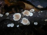 Crepidotus malachius image