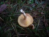 Hygrophorus hypothejus image