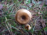 Hygrophorus hypothejus image
