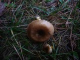 Hygrophorus hypothejus image