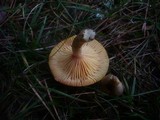 Hygrophorus hypothejus image