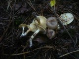 Hygrophorus hypothejus image