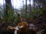 Hygrophorus hypothejus image