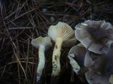 Hygrophorus hypothejus image