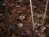 Hygrophorus hypothejus image