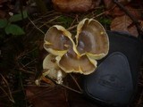 Hygrophorus hypothejus image