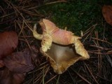 Hygrophorus hypothejus image