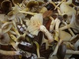 Hygrophorus hypothejus image