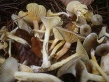 Hygrophorus hypothejus image